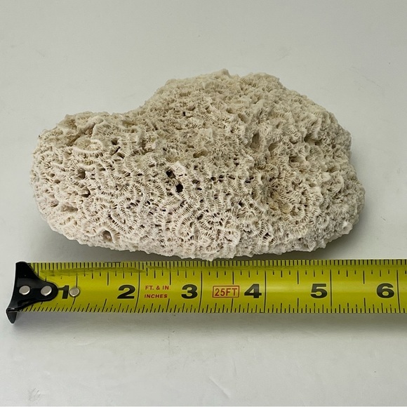 Fossil Rock Coral - Picture 7 of 10